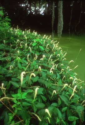 Lizard's Tail